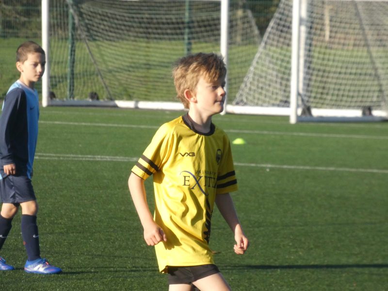 Merlins Yellow photo